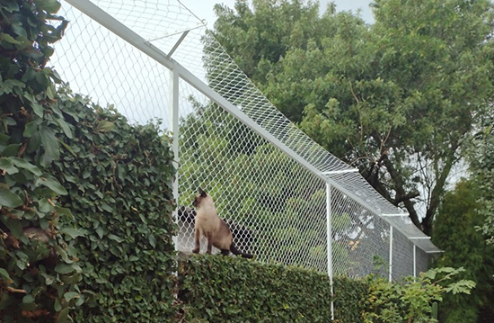 Redes de Proteção para Gatos em Jardins - Redes Perdizes
