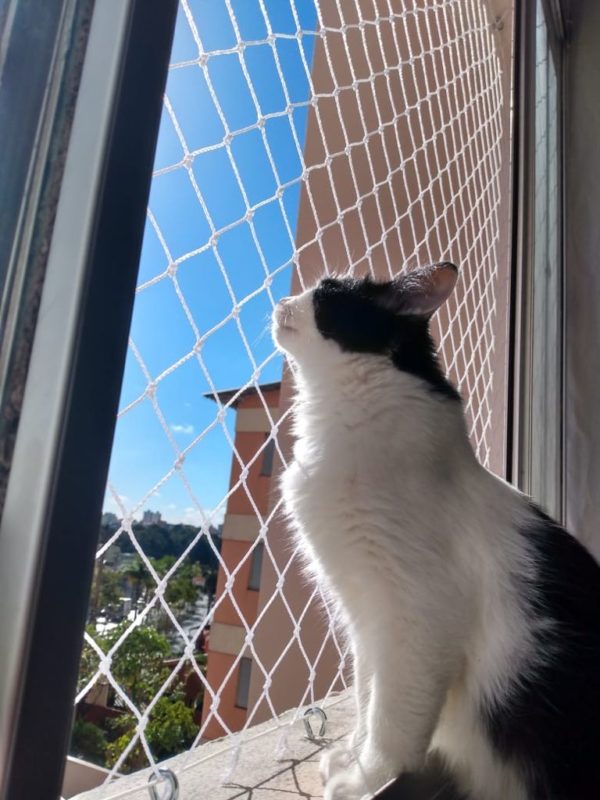 Telas de Janelas para Gatos em Perdizes