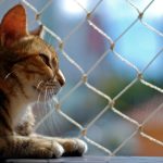 Redes de Proteção para Gatos em Perdizes: Segurança e Tranquilidade para Casas e Apartamentos