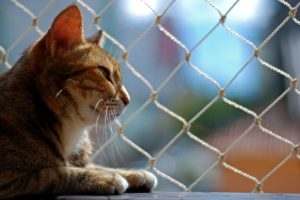 Redes de Proteção para Gatos em Perdizes: Segurança e Tranquilidade para Casas e Apartamentos