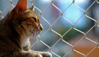 Redes de Proteção para Gatos em Perdizes: Segurança e Tranquilidade para Casas e Apartamentos