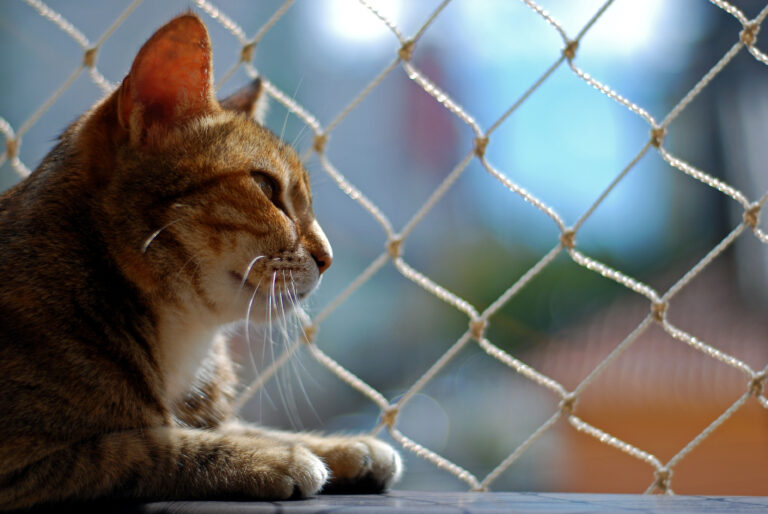Telas de Proteção para Gatos em Perdizes - Viana Redes, Venda e Instalação.
