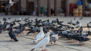 Como Espantar Pombos e Pássaros A Solução Definitiva com Telas