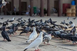 Como Espantar Pombos e Pássaros? A Solução Definitiva com Telas