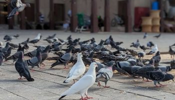 Como Espantar Pombos e Pássaros? A Solução Definitiva com Telas