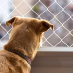 Qual a Malha Ideal da Rede de Proteção para Gatos e Cães?