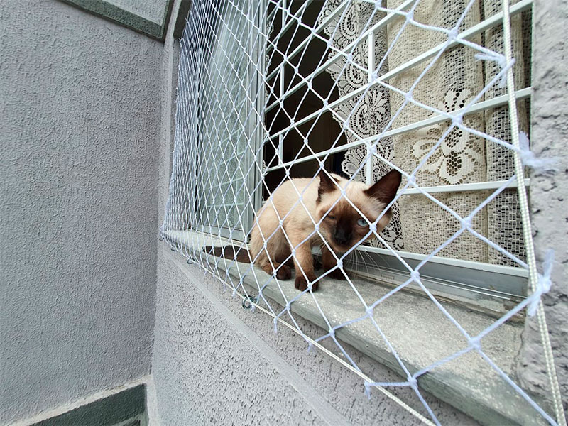 Qual a Malha Ideal da Rede de Proteção para Gatos e Cães