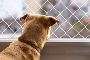 Qual a Malha Ideal da Rede de Proteção para Gatos e Cães