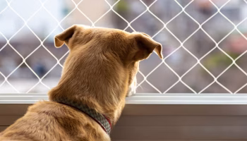 Qual a Malha Ideal da Rede de Proteção para Gatos e Cães?