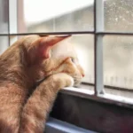Rede de proteção para gatos: como deixar janelas e sacadas mais seguras