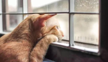 Rede de proteção para gatos: como deixar janelas e sacadas mais seguras