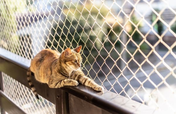Rede de proteção para gatos como deixar janelas e sacadas mais seguras