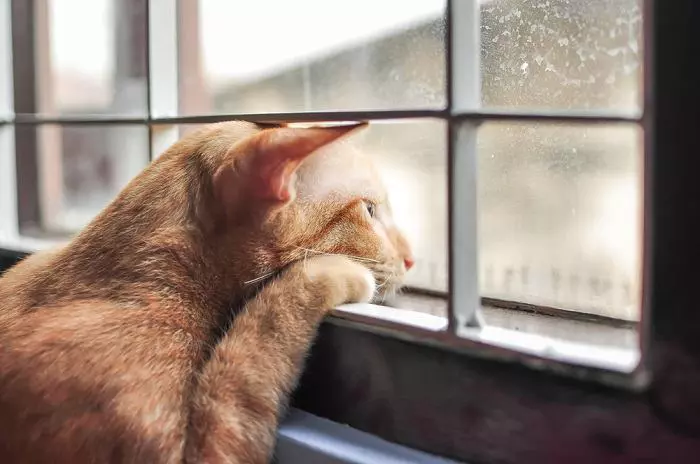 Rede de proteção para gatos como deixar janelas e sacadas mais seguras