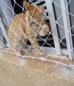 Gato de Osasco com Tela de Proteção na Janela