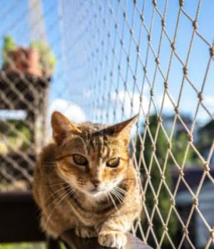 Rede de Proteção para Gatos em Perdizes