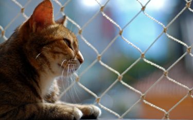 Telas de Proteção para Gatos em Perdizes - Viana Redes, Venda e Instalação.