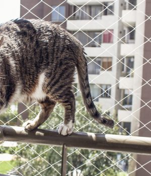 Telas de janela para gatos na Vila Mariana