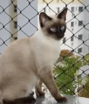 tela-protecao-gatos-03[1]